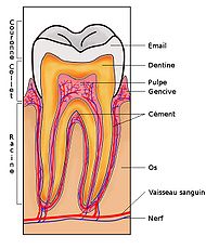 Section d'une dent