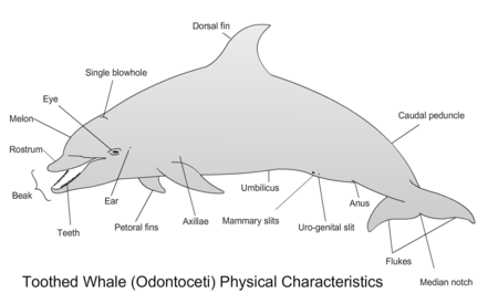 Toothed Whale Physical Characteristics.png