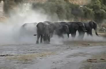 Elephant Mud Bath.ogg